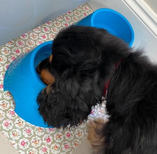 Two blue spaniel cocker - two,