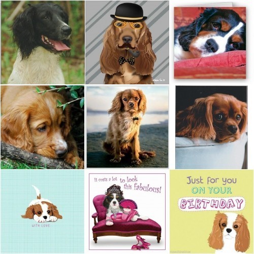 Spaniel dog card cute - dog,