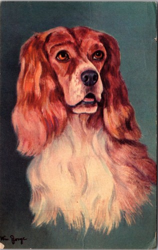 Cocker spaniel dog - spaniel, portrait