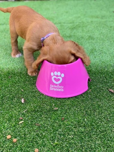 Two pink spaniel cocker - spaniel,