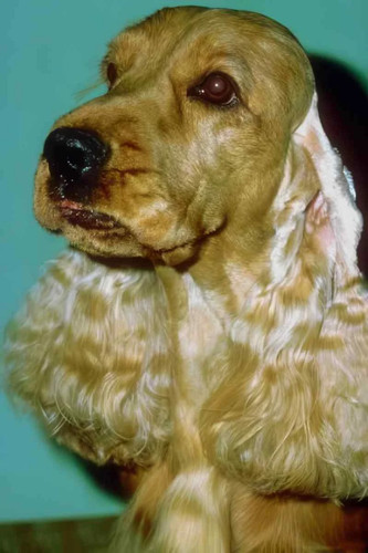 Cocker spaniel ears photo - spaniel, a4